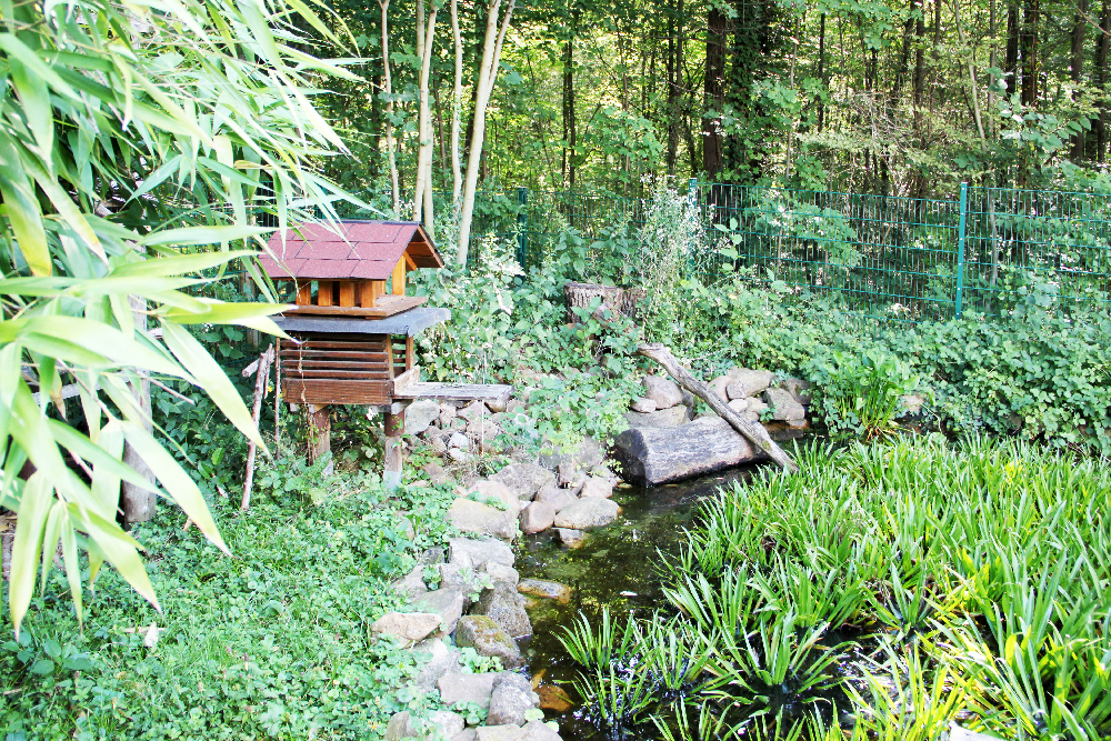Schulleben in der Natur, Teich der Tom-Mutters-Schule